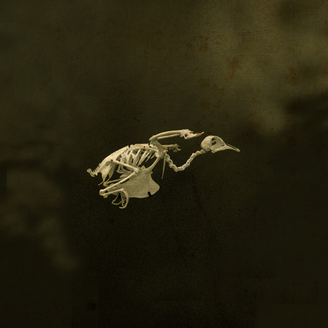 fly